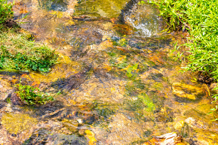 Green river stream in tropical nature with plants and flowers.の写真素材
