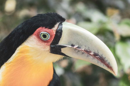 Red breasted toucan colorful bird in tropical nature jungle forest birds park and zoo in Foz do Iguacu State of Parana Brazil.の写真素材