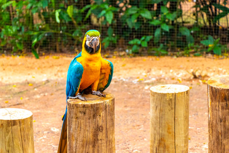 Blue and yellow macaw parrot bird in green tropical jungle forest in Parque das Aves birds zoo park...