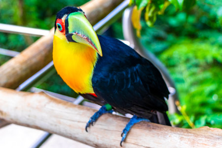Red breasted toucan colorful bird in tropical nature jungle forest birds park and zoo in Foz do Iguacu State of Parana Brazil.の写真素材
