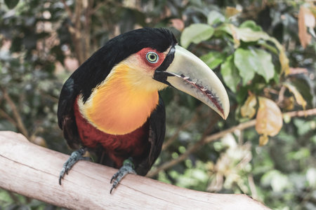 Red breasted toucan colorful bird in tropical nature jungle forest birds park and zoo in Foz do...