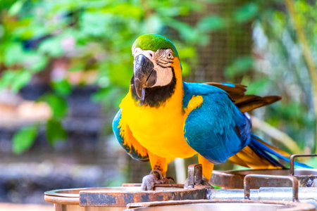 Blue and yellow macaw parrot bird in green tropical jungle forest in Parque das Aves birds zoo park in Foz do Iguacu State of Parana Brazil.の写真素材