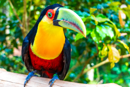 Red breasted toucan colorful bird in tropical nature jungle forest birds park and zoo in Foz do Iguacu State of Parana Brazil.の写真素材