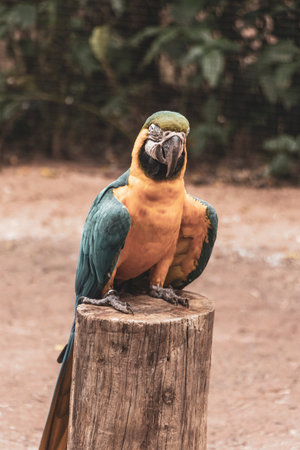 Blue and yellow macaw parrot bird in green tropical jungle forest in Parque das Aves birds zoo park in Foz do Iguacu State of Parana Brazil.の写真素材