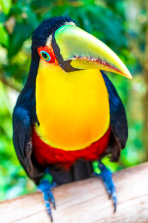 Red breasted toucan colorful bird in tropical nature jungle forest birds park and zoo in Foz do Iguacu State of Parana Brazil.の写真素材