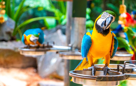 Blue and yellow macaw parrot bird in green tropical jungle forest in Parque das Aves birds zoo park in Foz do Iguacu State of Parana Brazil.の写真素材