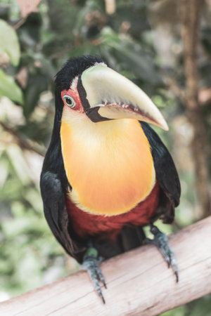 Red breasted toucan colorful bird in tropical nature jungle forest birds park and zoo in Foz do Iguacu State of Parana Brazil.の写真素材