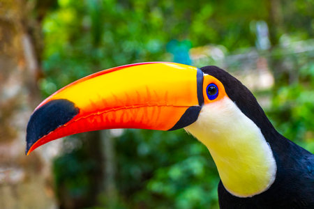 Toco toucan colorful bird in tropical nature jungle forest birds park and zoo in Foz do Iguacu State...