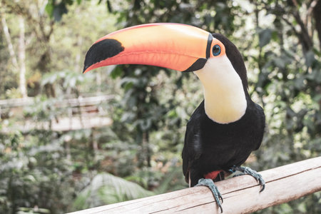 Toco toucan colorful bird in tropical nature jungle forest birds park and zoo in Foz do Iguacu State of Parana Brazil.の写真素材