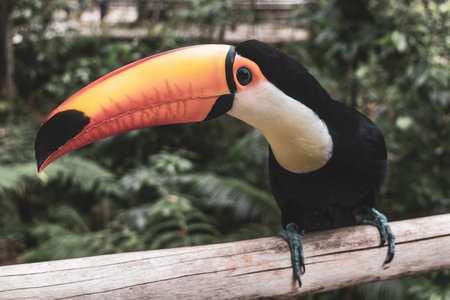Toco toucan colorful bird in tropical nature jungle forest birds park and zoo in Foz do Iguacu State of Parana Brazil.の写真素材