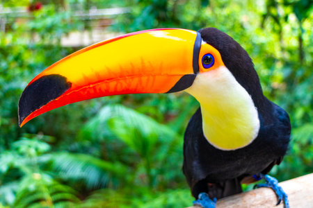 Toco toucan colorful bird in tropical nature jungle forest birds park and zoo in Foz do Iguacu State...