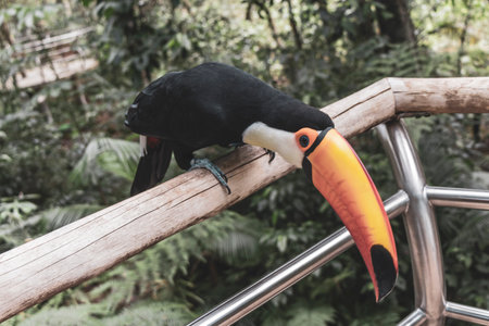 Toco toucan colorful bird in tropical nature jungle forest birds park and zoo in Foz do Iguacu State of Parana Brazil.の写真素材
