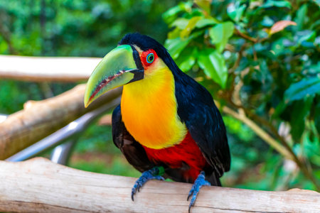 Red breasted toucan colorful bird in tropical nature jungle forest birds park and zoo in Foz do Iguacu State of Parana Brazil.の写真素材