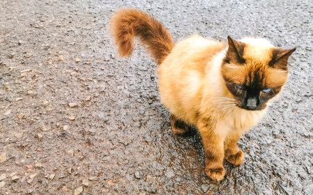 Beautiful cream colored mocha brown cat kitty with blue eyes outdoors.の写真素材