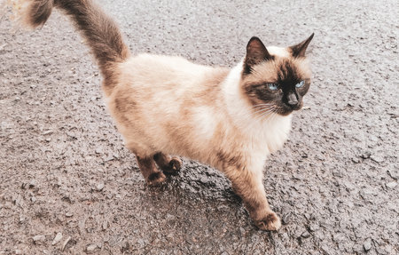 Beautiful cream colored mocha brown cat kitty with blue eyes outdoors.の写真素材