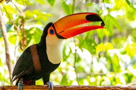 Toco toucan colorful bird in tropical nature jungle forest birds park and zoo in Foz do Iguacu State...