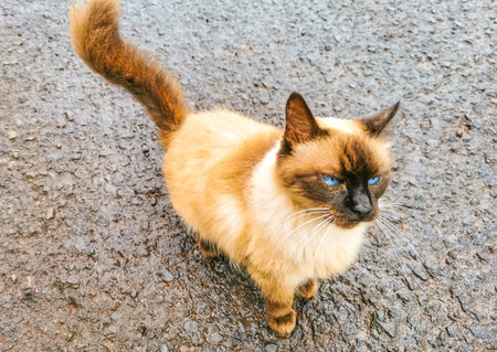 Beautiful cream colored mocha brown cat kitty with blue eyes outdoors.の写真素材