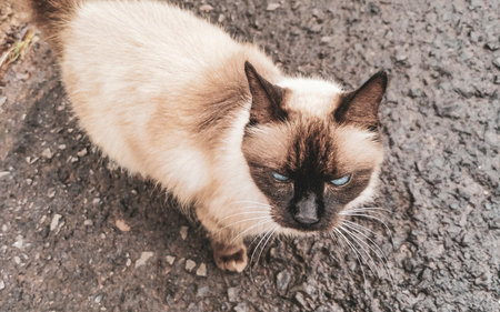 Beautiful cream colored mocha brown cat kitty with blue eyes outdoors.の写真素材