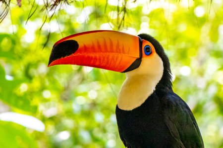 Toco toucan colorful bird in tropical nature jungle forest birds park and zoo in Foz do Iguacu State of Parana Brazil.の写真素材