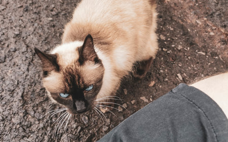 Beautiful cream colored mocha brown cat kitty with blue eyes outdoors.の写真素材
