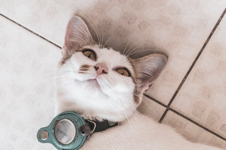 Cute white playful adorable cat kitty lying and relaxing on the floor.の写真素材