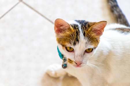 Cute white playful adorable cat kitty with yellow gold golden eyes lying and relaxing on the floor.の写真素材