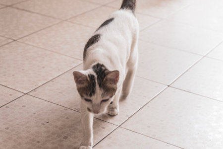 Cute white playful adorable cat kitty lying and relaxing on the floor.の写真素材