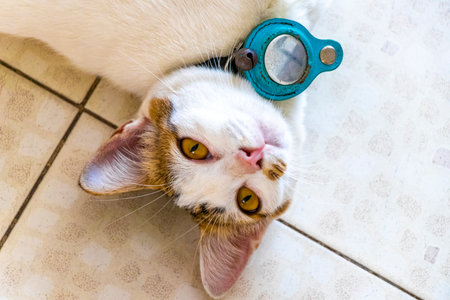 Cute white playful adorable cat kitty with yellow gold golden eyes lying and relaxing on the floor.の写真素材