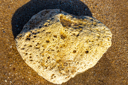 Corals, coral pebbles, stones, and rocks on the beach sand at turquoise green and blue water in...