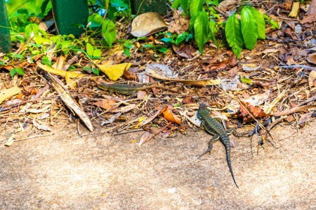 Lizard gecko iguana reptile on ground and grass in the tropical rainforest in Foz do Iguacu Parana...