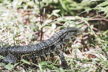 Lizard gecko iguana reptile on ground and grass in the tropical rainforest in Foz do Iguacu Parana Brazil.の写真素材