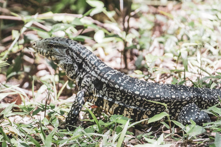 Lizard gecko iguana reptile on ground and grass in the tropical rainforest in Foz do Iguacu Parana Brazil.の写真素材
