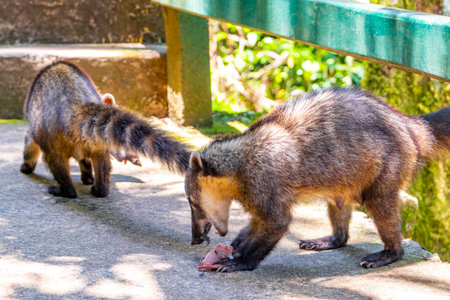 Coatis eating food in the tropical jungle in Foz do Iguacu State of Parana Brazil.の写真素材