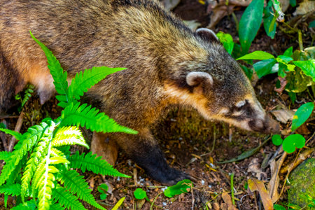 Coatis searching for food in the tropical jungle nature rainforest in Foz do Iguacu State of Parana Brazil.の写真素材