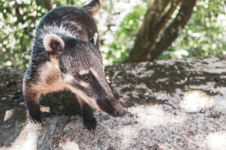 Coatis raccoon searching for food in the tropical jungle nature rainforest in Foz do Iguacu State of Parana Brazil.の写真素材