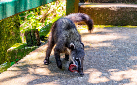 Coatis Coatis raccoon raccoons eating food in the tropical jungle in Foz do Iguacu State of Parana Brazil.の写真素材