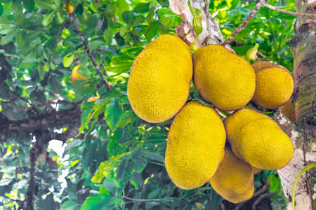 Jackfruit jack fruit fruits Artocarpus heterophyllus growing on jack tree in the nature on Ilha...