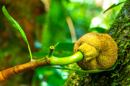 Little jackfruit jack fruit fruits Artocarpus heterophyllus growing on jack tree in the nature on...