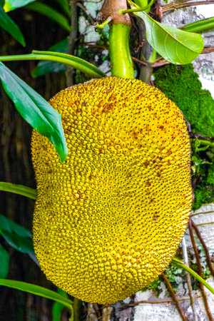 Jackfruit jack fruit fruits Artocarpus heterophyllus growing on jack tree in the nature on Ilha...