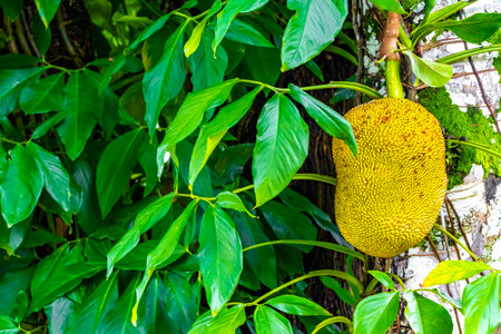 Jackfruit jack fruit fruits Artocarpus heterophyllus growing on jack tree in the nature on Ilha...