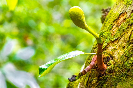 Little jackfruit jack fruit fruits Artocarpus heterophyllus growing on jack tree in the nature on...