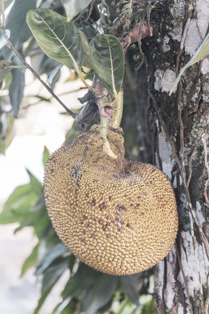 Jackfruit fruits Artocarpus heterophyllus growing on jack tree in the nature on Ilha Grande Angra...