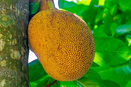 Jackfruit jack fruit fruits Artocarpus heterophyllus growing on jack tree in the nature on Ilha...