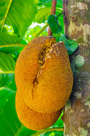 Jackfruit jack fruit fruits Artocarpus heterophyllus growing on jack tree in the nature on Ilha...