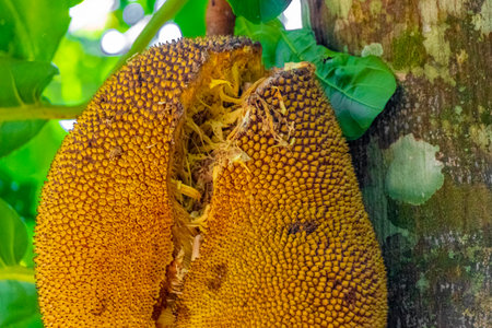 Jackfruit jack fruit fruits Artocarpus heterophyllus growing on jack tree in the nature on Ilha...