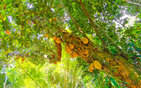 Jackfruit jack fruit fruits Artocarpus heterophyllus growing on jack tree in the nature on Ilha...