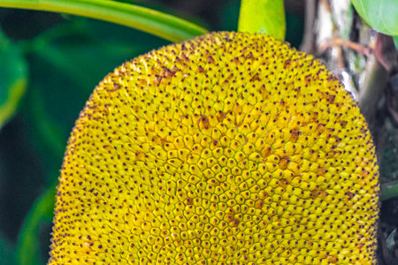 Jackfruit jack fruit fruits Artocarpus heterophyllus growing on jack tree in the nature on Ilha...