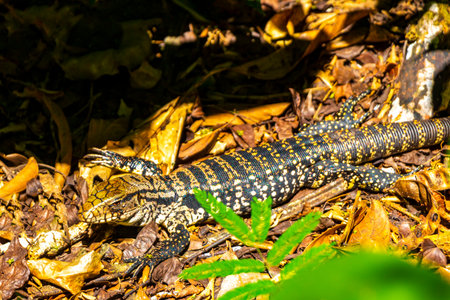 Lizard gecko iguana reptile on ground and grass in the tropical rainforest in Foz do Iguacu Parana...