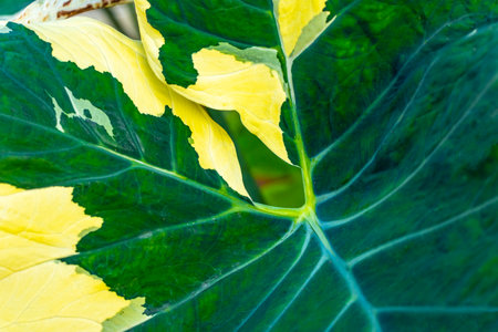 Beautiful tropical garden plant plants tree flower leaf leaves in green white and yellow colors pattern.の写真素材