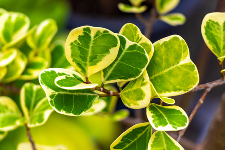 Beautiful tropical garden plant plants tree flower leaf leaves in green white and yellow colors pattern.の写真素材